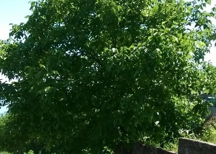 Aparthotel Christina - Happy Days Karítsa